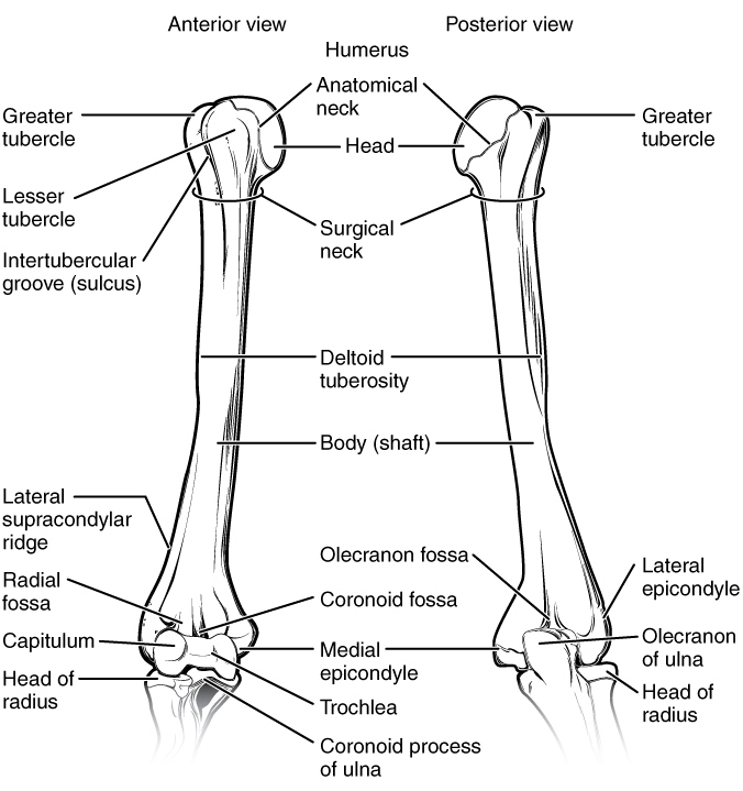 what bones make up the shoulder