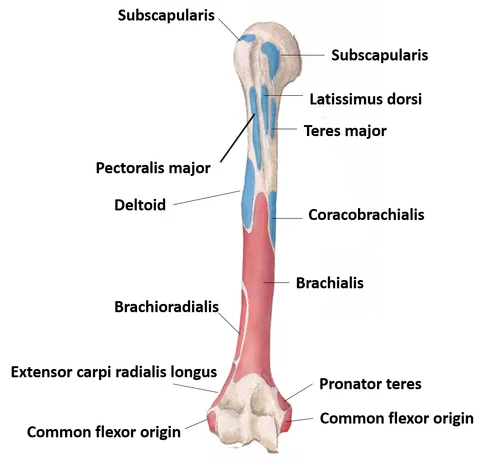 what bones make up the shoulder