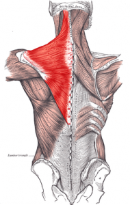 What are the causes & treatment of pain in my back between shoulder ...