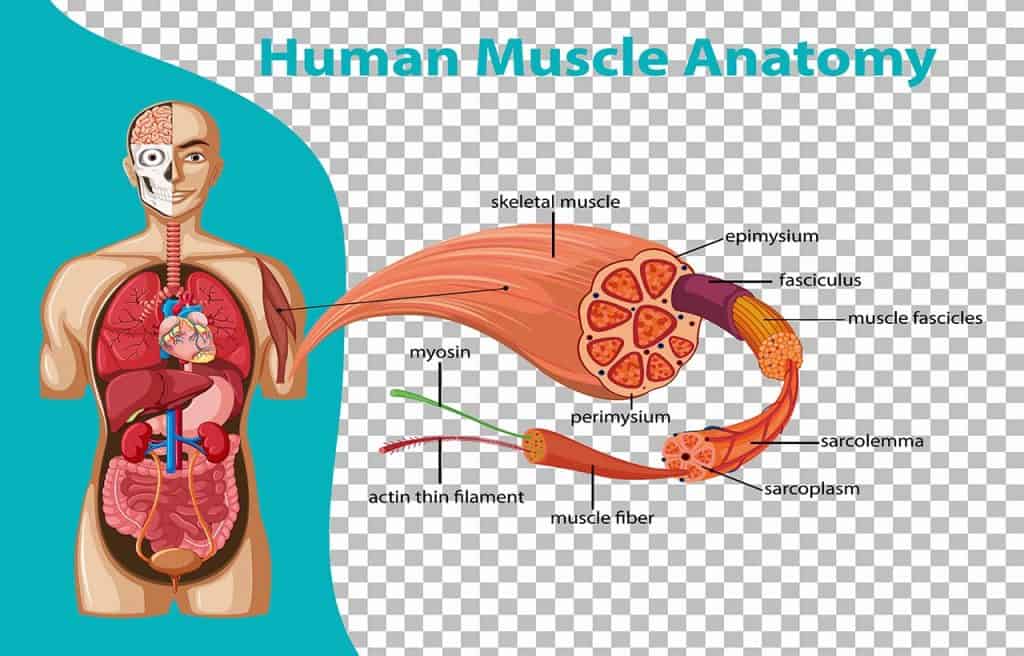 anatomical structure of skeletal muscle