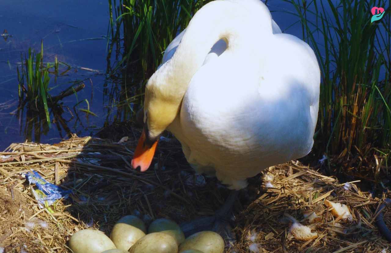 how to tell if a duck egg is fertilized